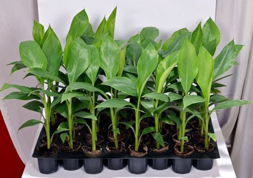 Banana Tissue Culture Plant