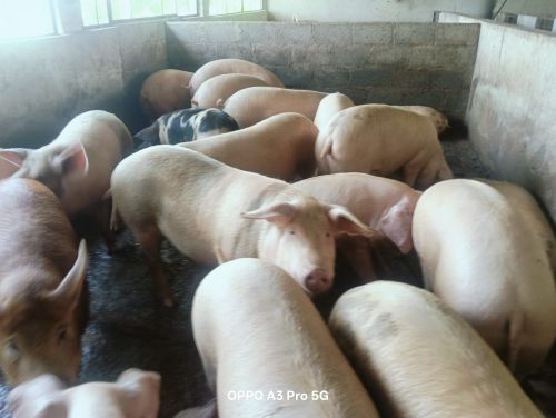 White Big Male Pig