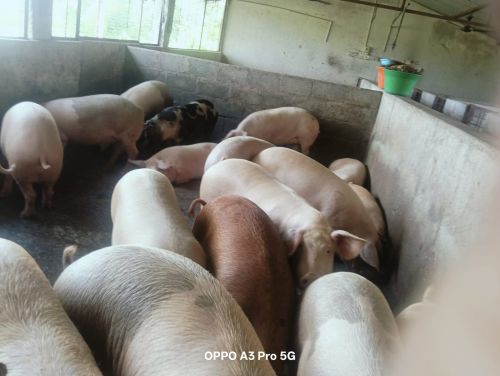 Large White Yorkshire Pig