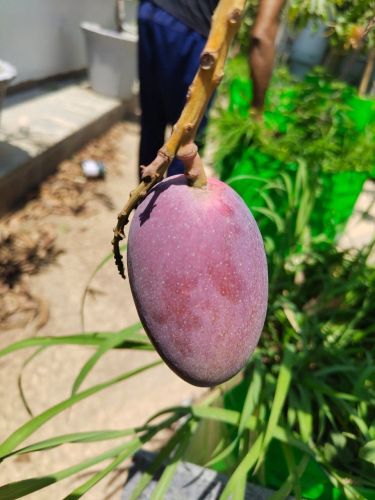 Fresh Miyazaki Mango