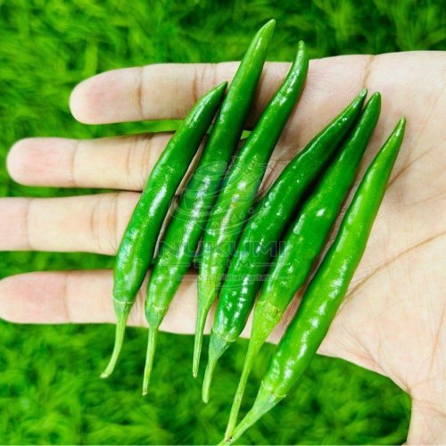 Bhavnagri Green Chilli