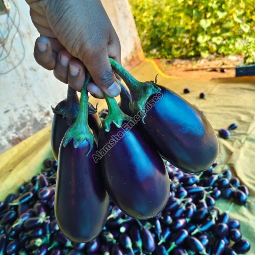 Brinjal Brinjal