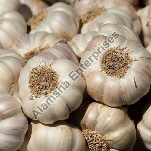 Fresh Garlic