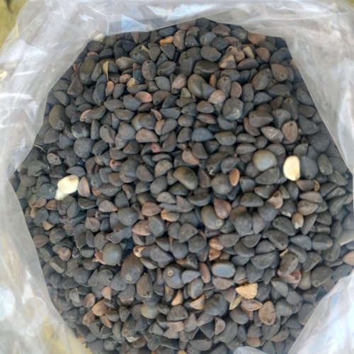 Kaladana