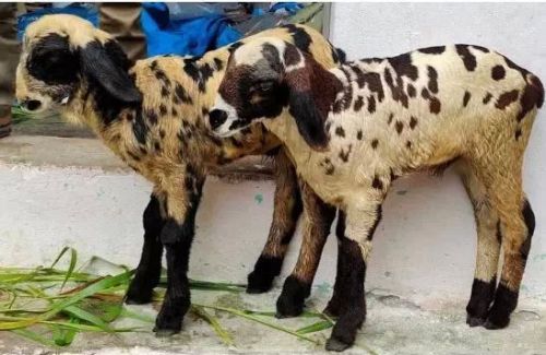 Lamb Macherla Sheep