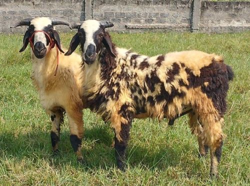 Macherla Sheep