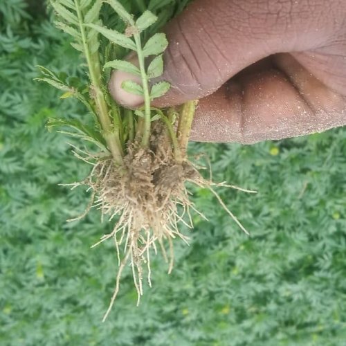 Kolkatti Marigold Cutting Plant