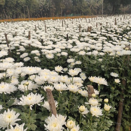 Star White Kolkata Chrysanthemum Plant