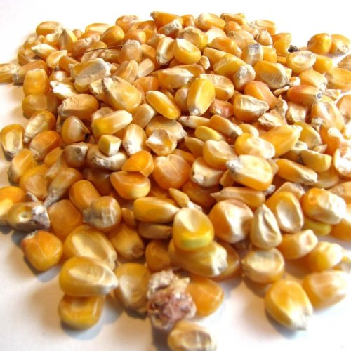 Dry Yellow Raw Maize