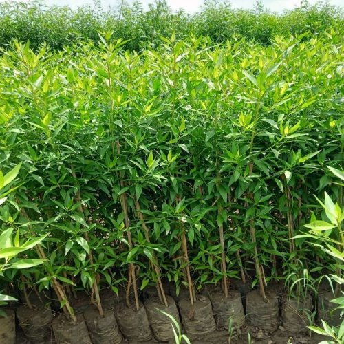Conocarpus Plant