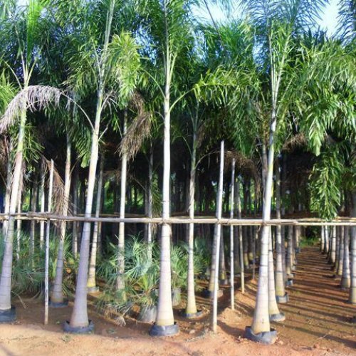 Foxtail Palm Plant