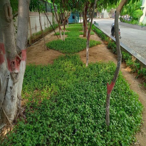 Green Ground Cover Plant