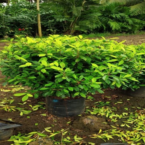 Green Panda Ficus Plant