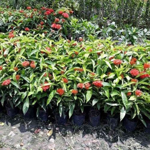 Ixora Plant