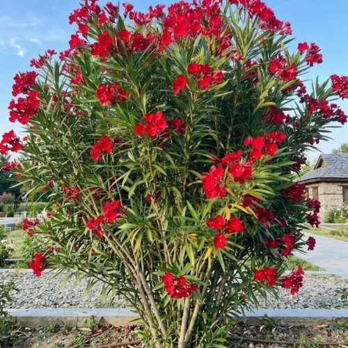 Kaner Flowering Plant