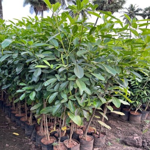 Natural Alstonia Plant