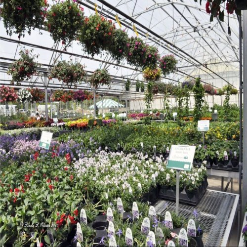 Nursery Plant Supply Service