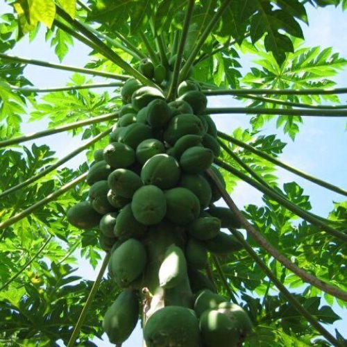 Papaya Fruit Plant
