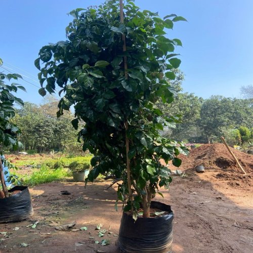 Red Machera Plant
