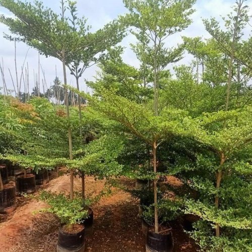 Terminalia Mantaly Plant
