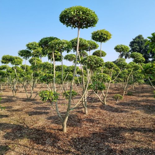 Topiary Plants