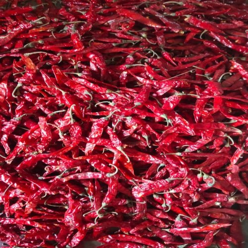Guntur Dry Red Chilli