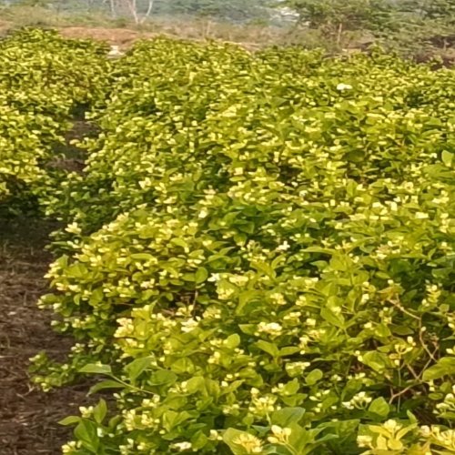 Mathura Jasmine Flower