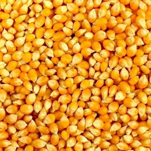 Yellow B Grade Maize Seeds