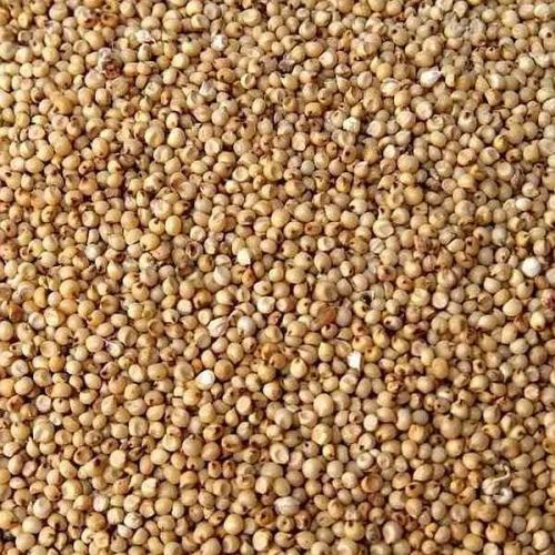 Jowar Seeds