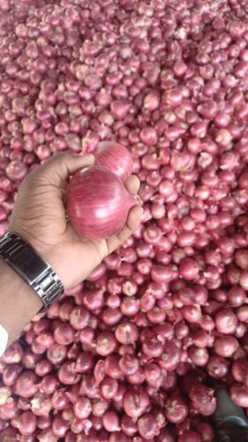 Onions