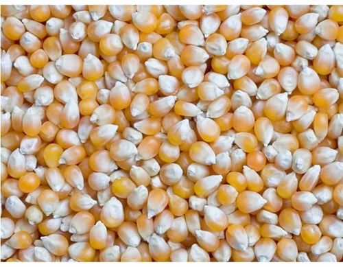 Indian Yellow Corn Maize