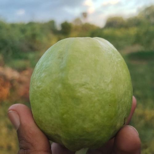A Grade Fresh Green Guava