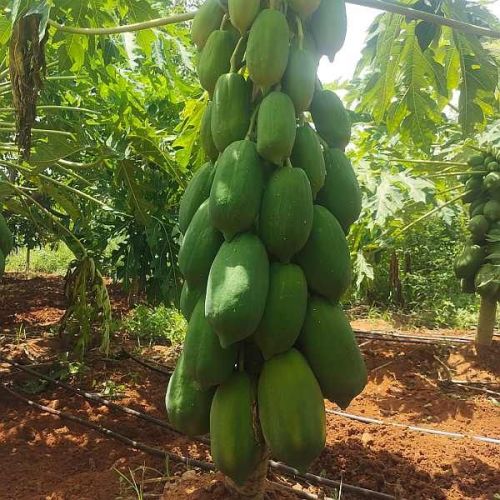Fresh Raw Papaya
