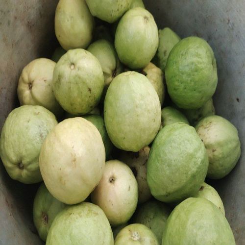 Organic Fresh Guava