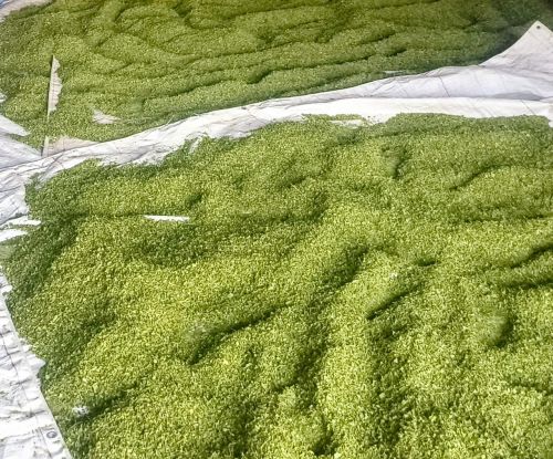 dried moringa leaves
