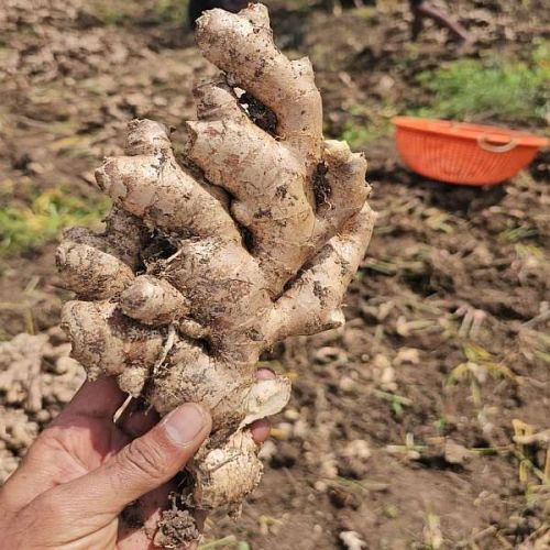 A Grade Fresh Ginger