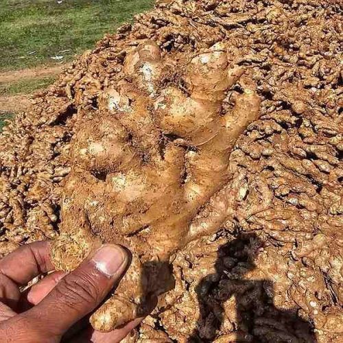 Indian Fresh Ginger