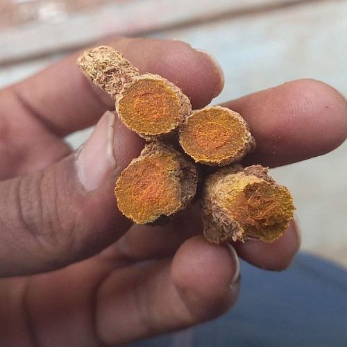 Yellow Turmeric Roots