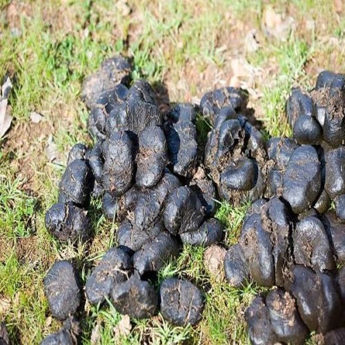 Donkey Dung