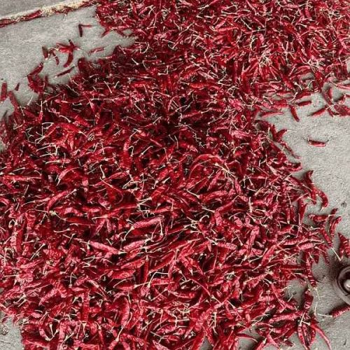 Guntur Sannam Dry Red Chilli