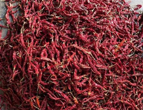 Stem Red Chilli