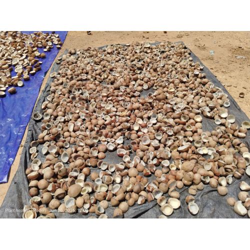 Dried Half Cut Copra