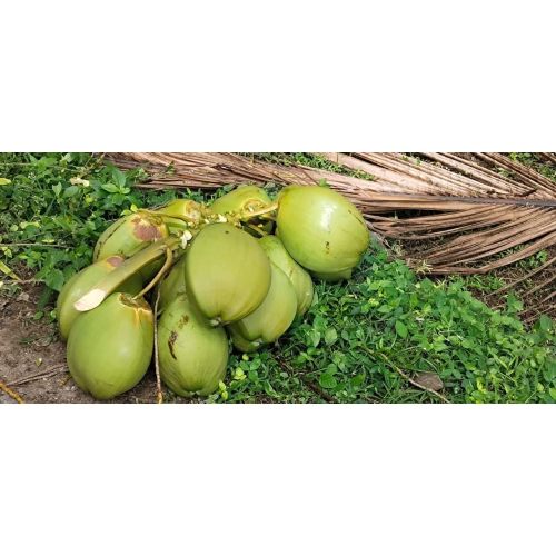 green tender coconut