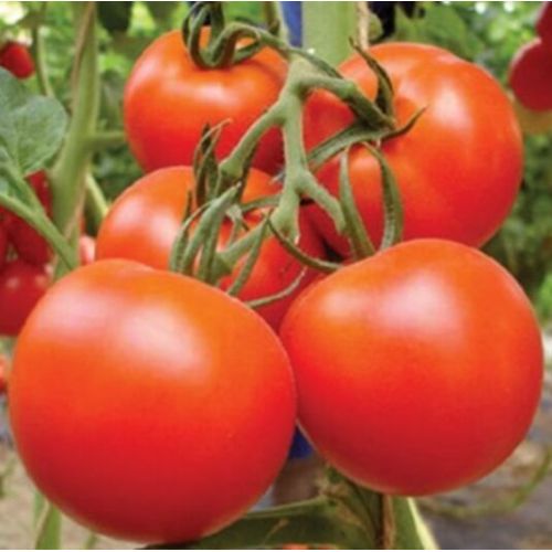 Fresh Tomato Varieties