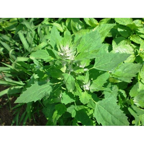 Fresh Bathua Green Leaves