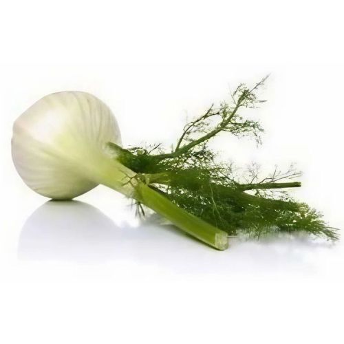 Fresh Fennel Bulb