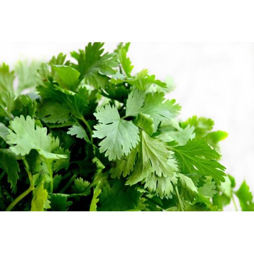 Fresh Green Coriander Leaves