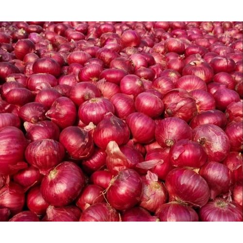 Fresh Red Nashik Onion