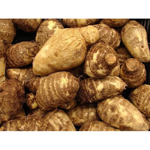 Premium Colocasia Root