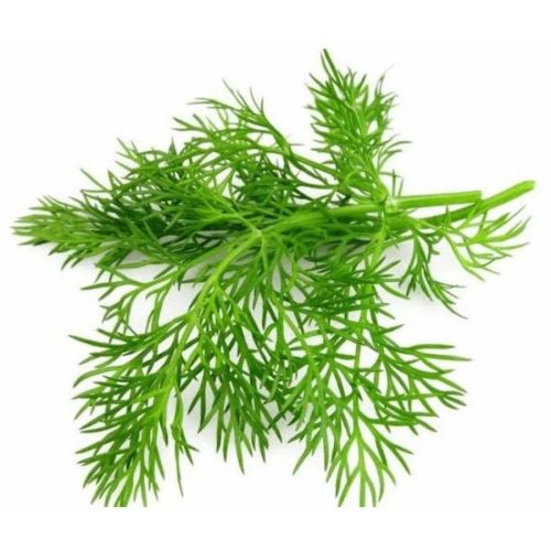Premium Fresh Dill Leaves